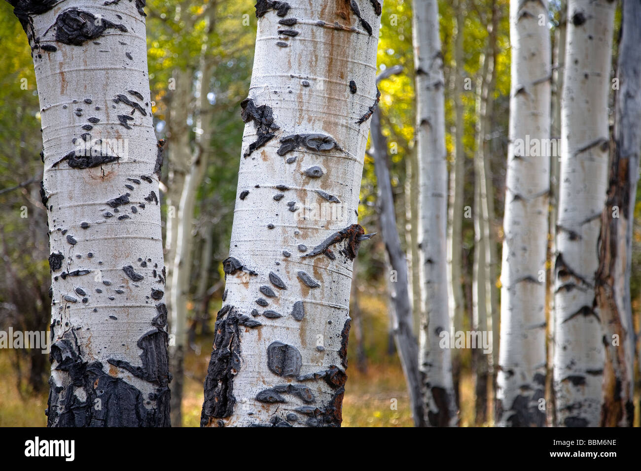 Close up of Aspen Tree Trunk automne Parc National de Yellowstone au Wyoming USA Banque D'Images