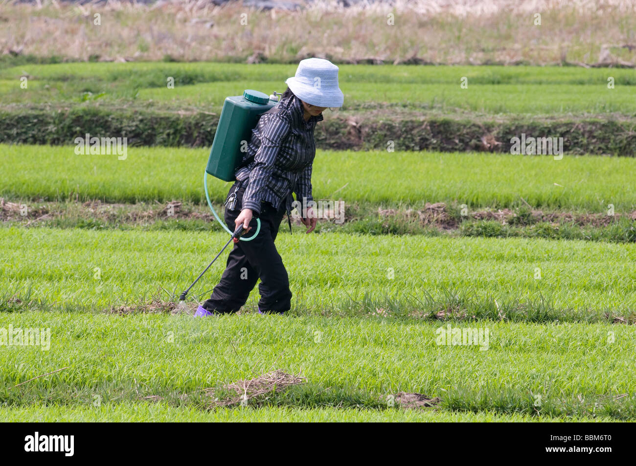 La pulvérisation de pesticides sur les paysans de la Chine pendant la période des récoltes de riz dans la province du Yunnan Photo par Julio Etchart Banque D'Images