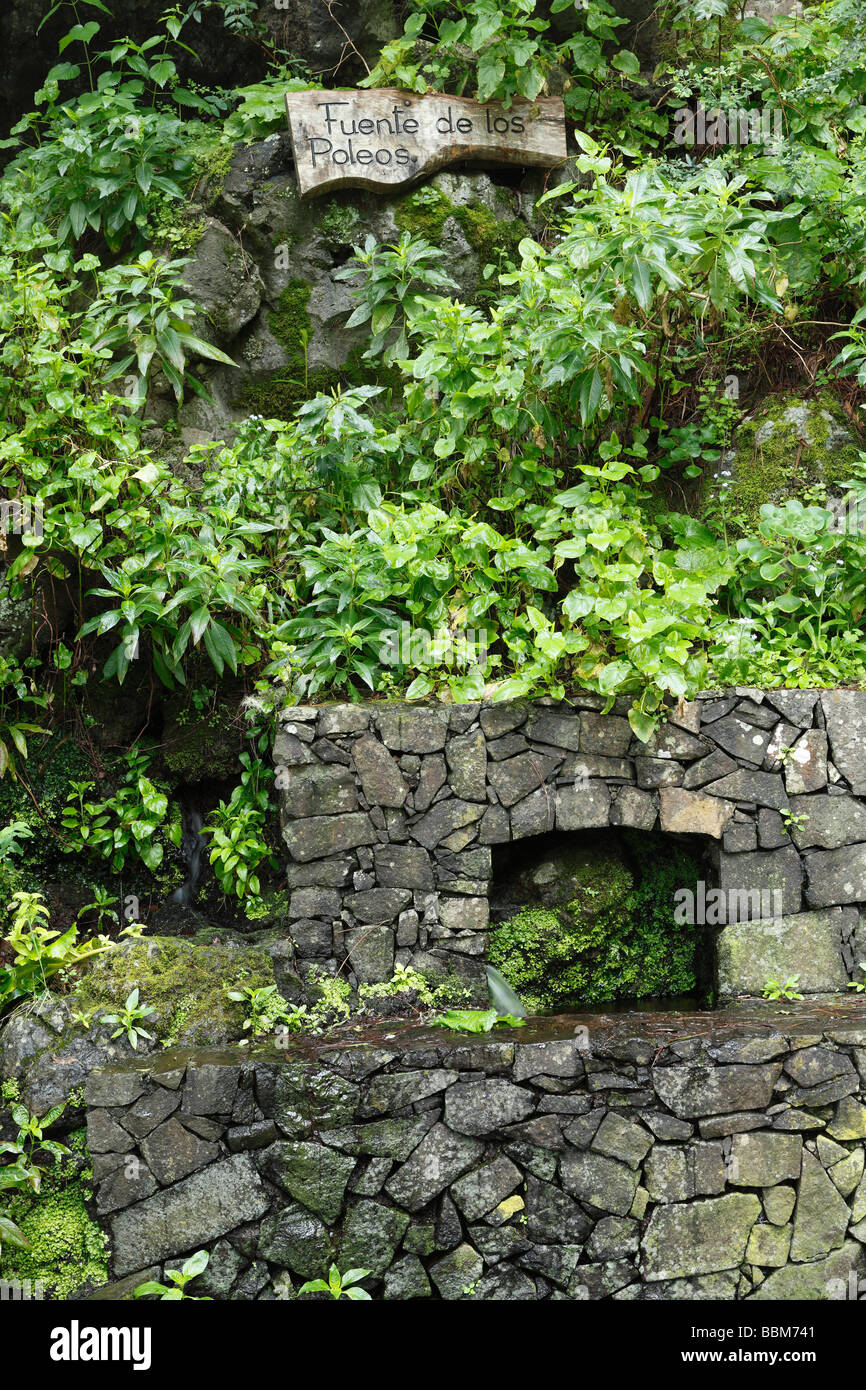 Printemps, Fuente de los Poleos près de Barlovento, La Palma, Canary Islands, Spain Banque D'Images