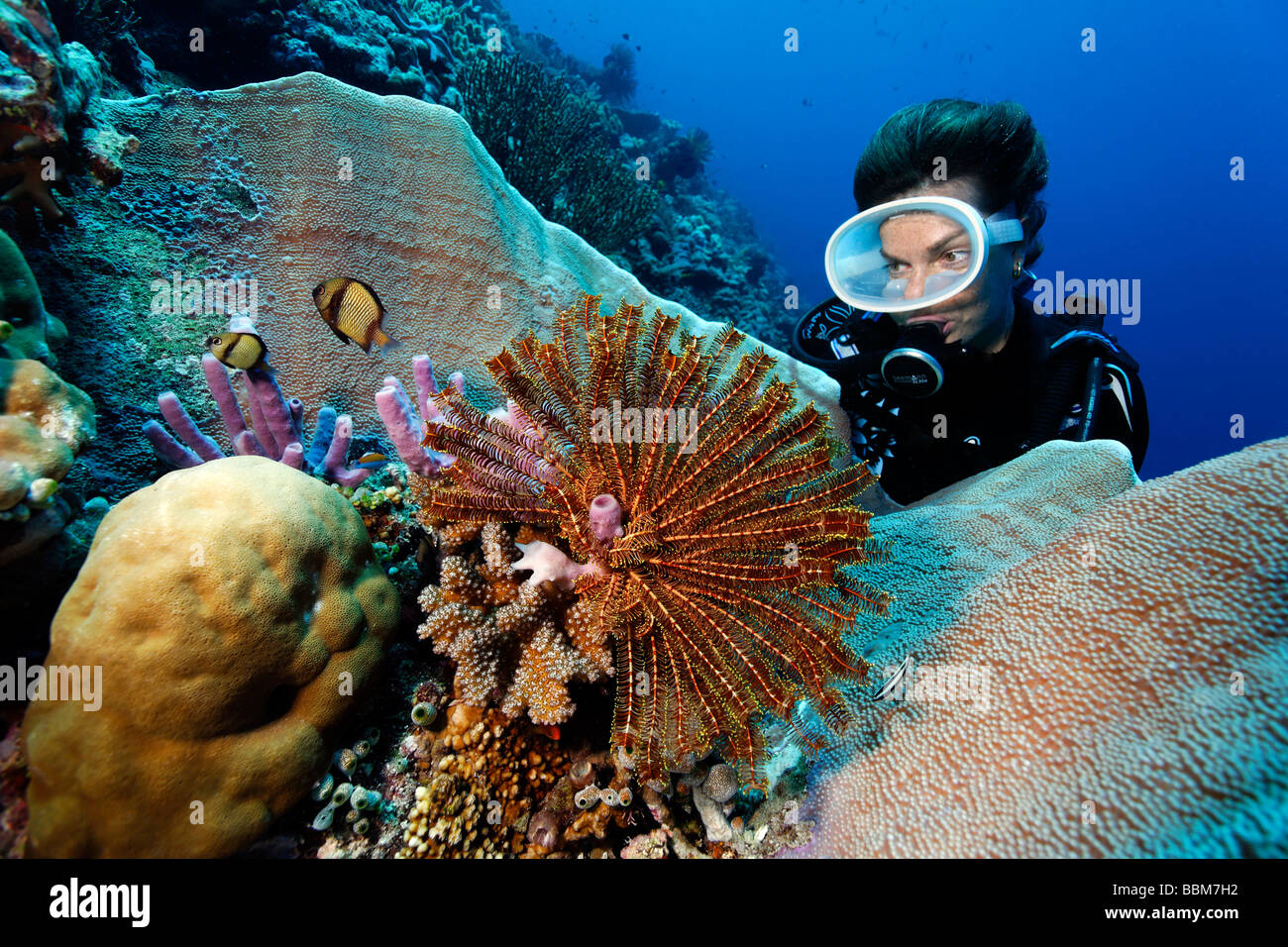 Montres de plongée plume magnifique star (Crinoidea) et deux (Dascyllus carneus Dascyllus nuageux), l'île de Gangga, Bangka est Banque D'Images