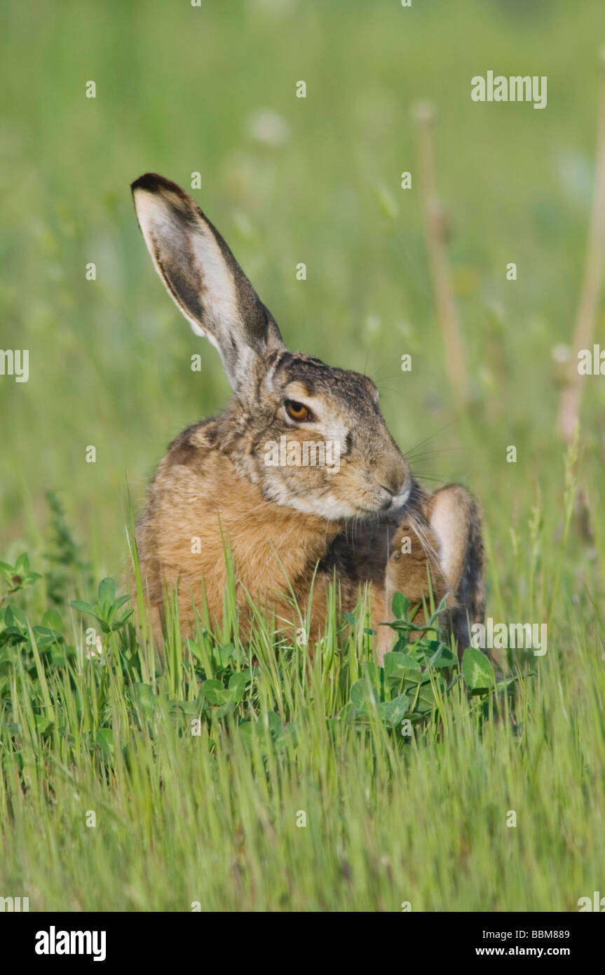 Lièvre brun Lepus europaeus Parc national du lac de Neusiedl Burgenland Autriche Avril 2007 Banque D'Images