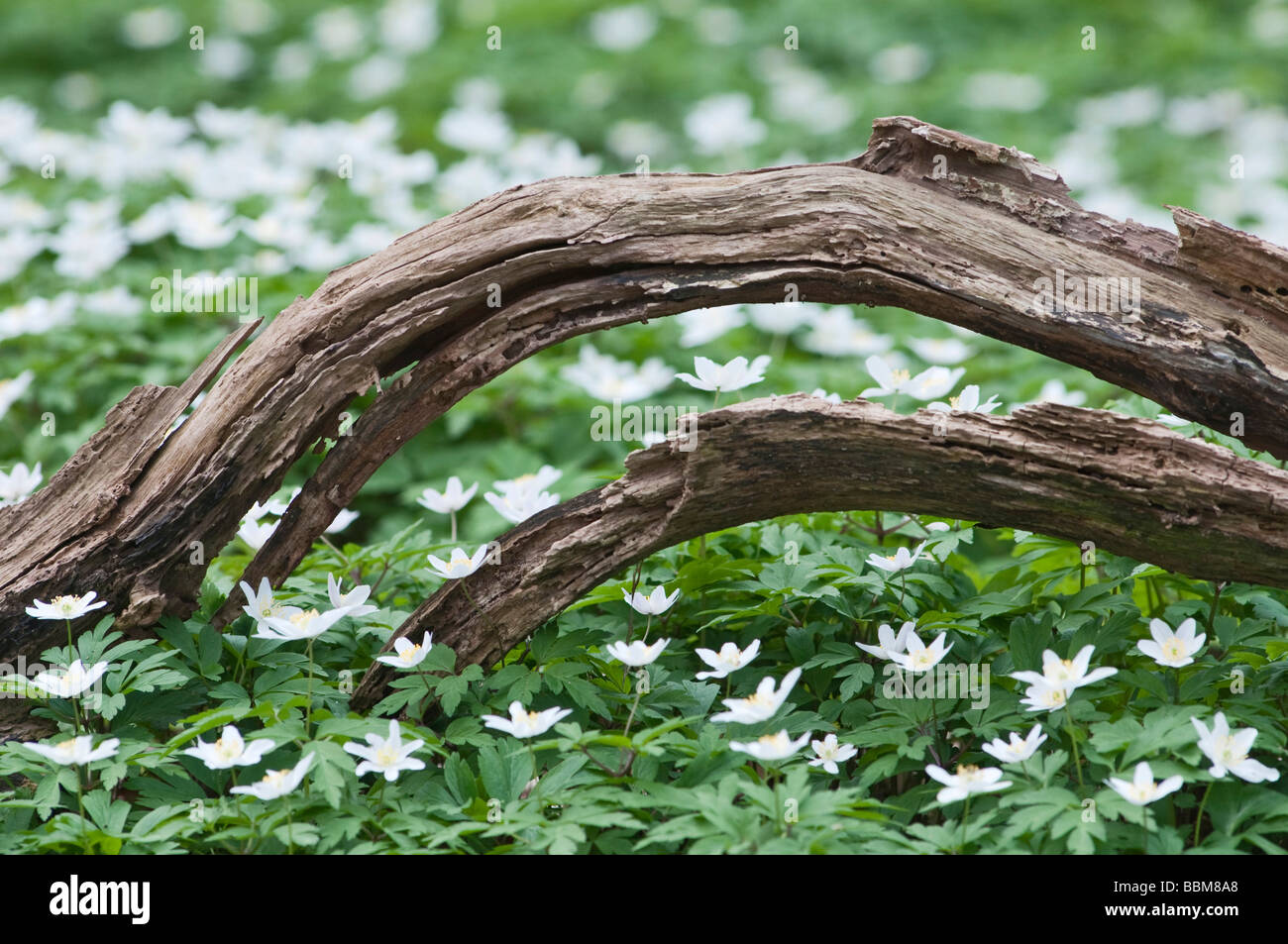 Anémone des bois (Anemone nemorosa) avec le bois mort, Nuessenberger Busch, Cologne, Rhénanie du Nord-Westphalie, Allemagne Banque D'Images