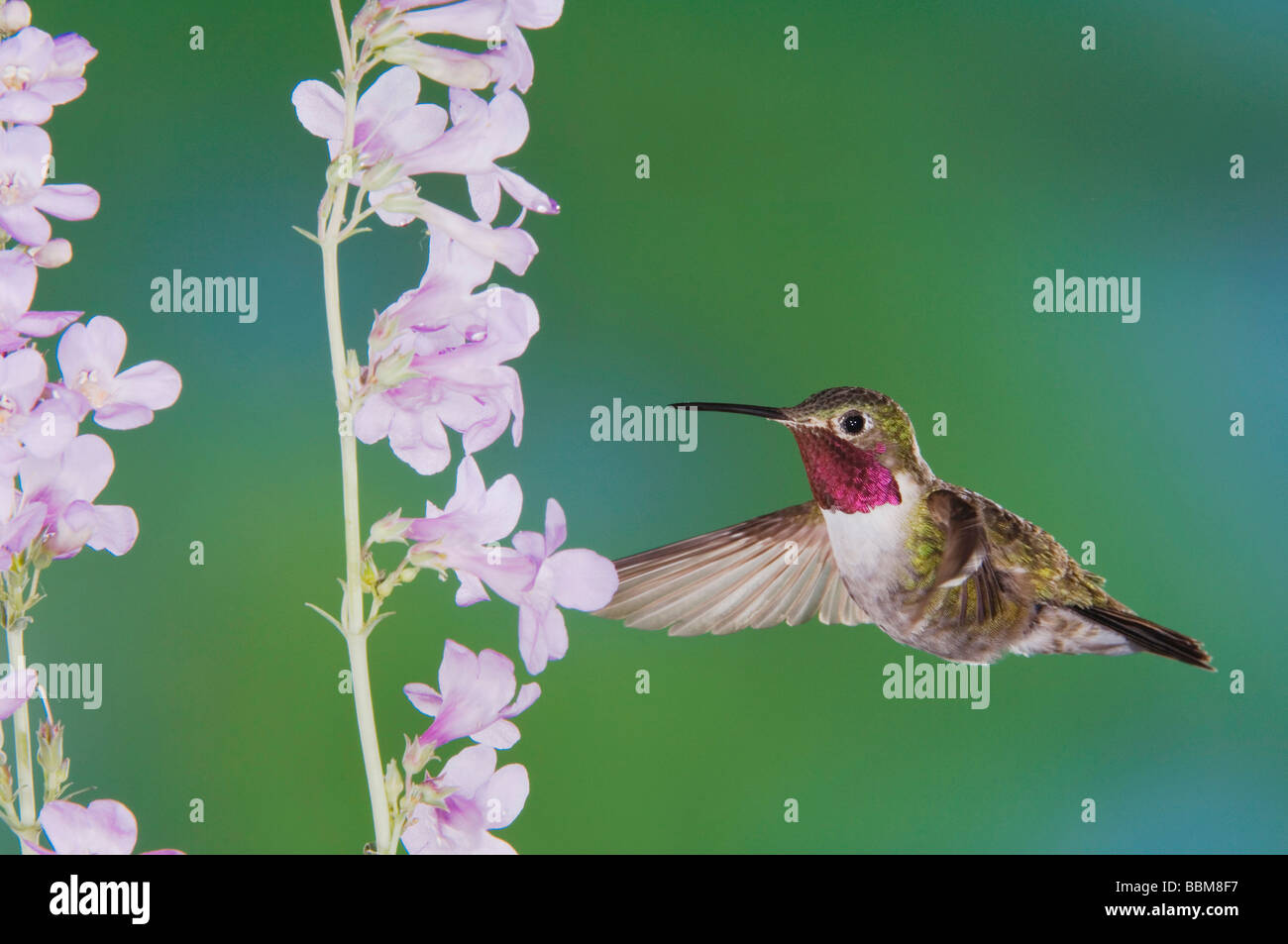 Queue large Selasphorus platycercus Colibri en vol mâle se nourrissant de Rocky Mountain Penstemon Penstemon strictus Colorado Banque D'Images