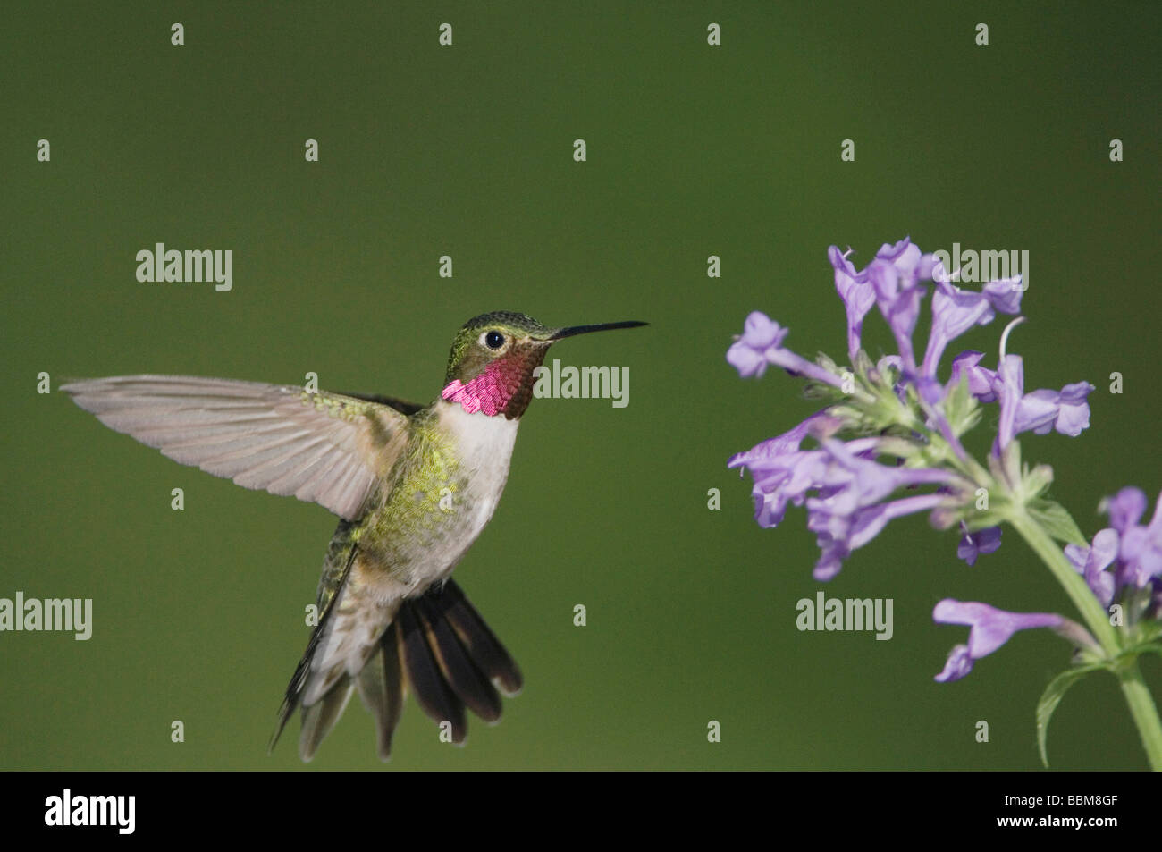 Queue large Selasphorus platycercus Colibri en vol sur l'alimentation mâle Siberian Catmint Nepeta sibirica Rocky Mountain NP Banque D'Images