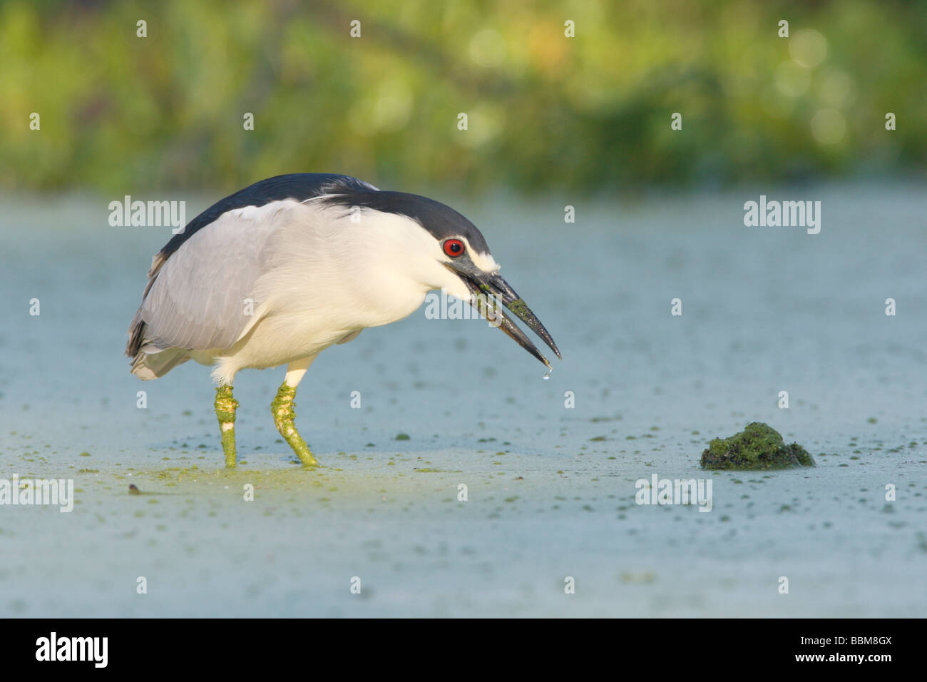 Bihoreau gris noir Banque D'Images