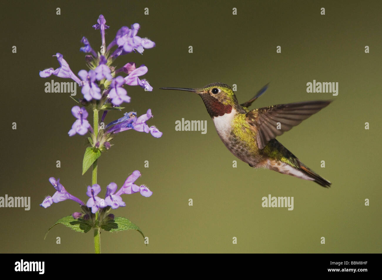 Queue large Selasphorus platycercus Colibri en vol sur l'alimentation mâle Siberian Catmint Nepeta sibirica Rocky Mountains np Banque D'Images