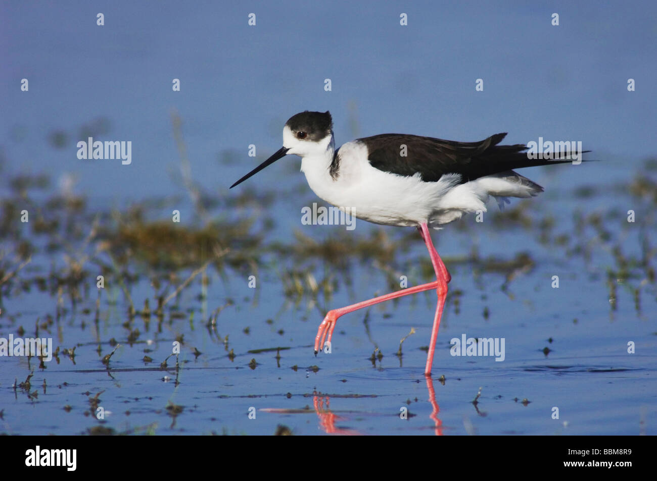 Himantopus himantopus Black winged Stilt balades adultes National Park Lac de Neusiedl Burgenland Autriche Avril 2007 Banque D'Images