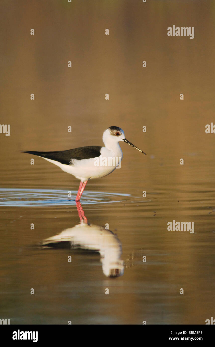 Himantopus himantopus Black winged Stilt Parc national du lac de Neusiedl Burgenland Autriche Avril 2007 Banque D'Images