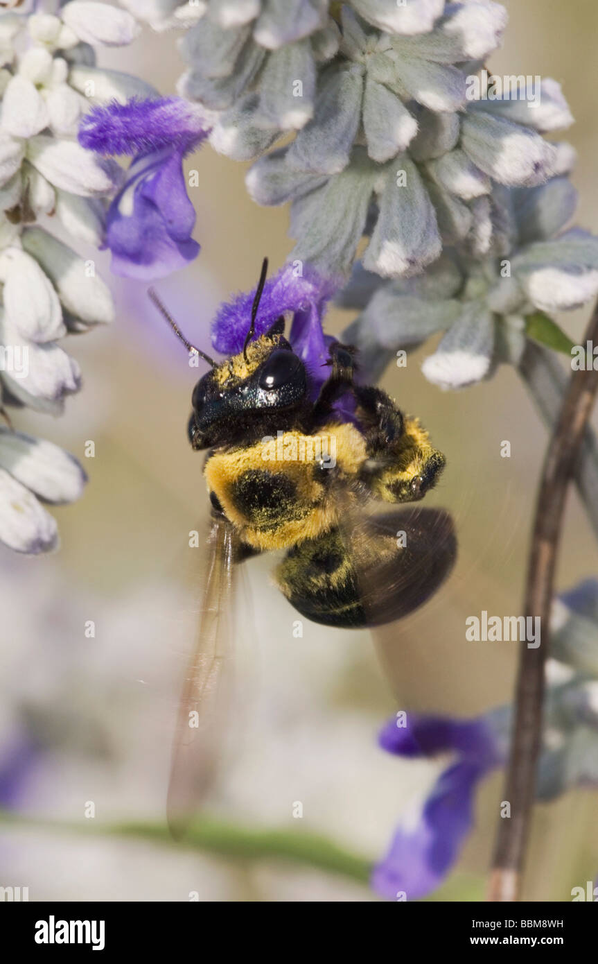 Abeille charpentière Xylocopa virginica se nourrissant de sauge farineuse Salvia farinacea Uvalde County Texas Hill Country USA Avril 2006 Banque D'Images