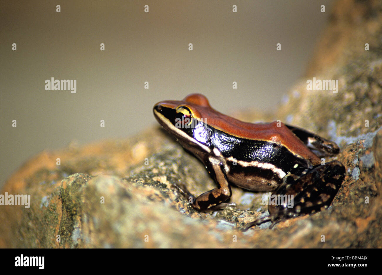 Fungoid grenouille (Rana malabarica) à Anshi Wild Life Sanctury, Karnataka, Inde. Banque D'Images