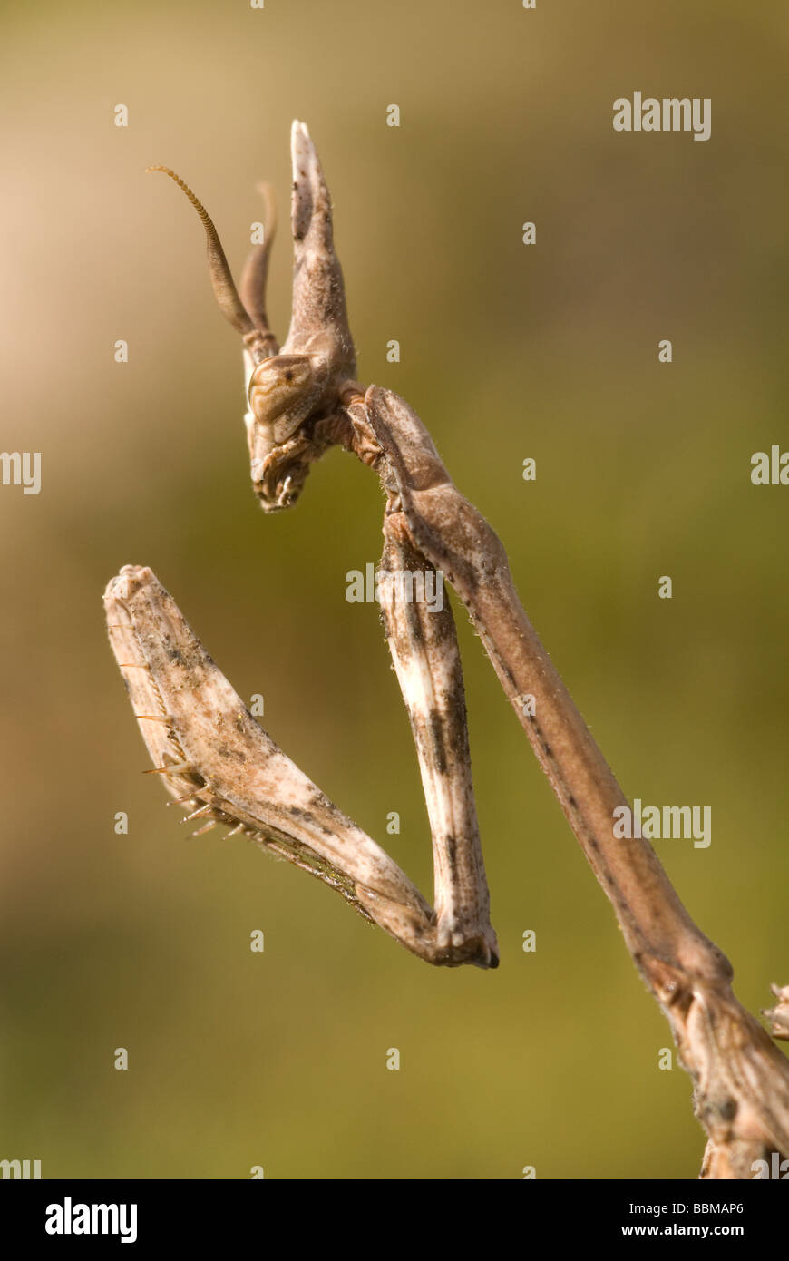 Conehead Empusa pennata (mantis) Banque D'Images