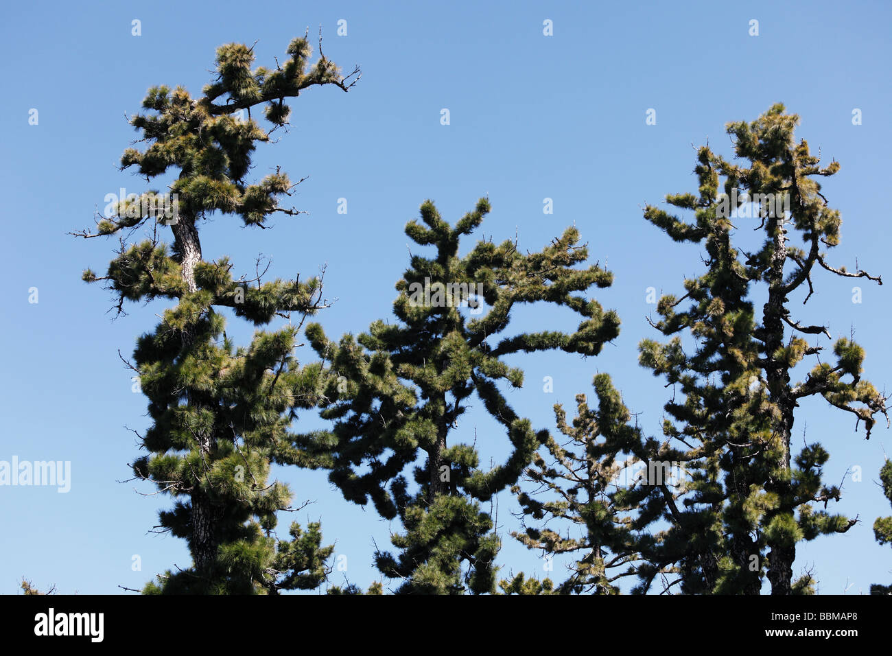 Île des pins (Pinus canariensis), Pinar de Garafia, La Palma, Canary Islands, Spain Banque D'Images