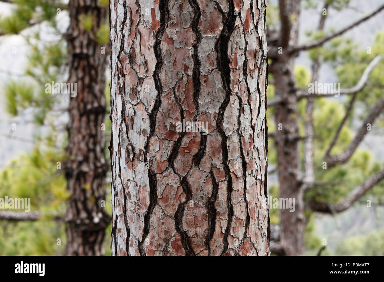 Écorce d'une île des Canaries pin (Pinus canariensis), La Palma, Canary Islands, Spain Banque D'Images