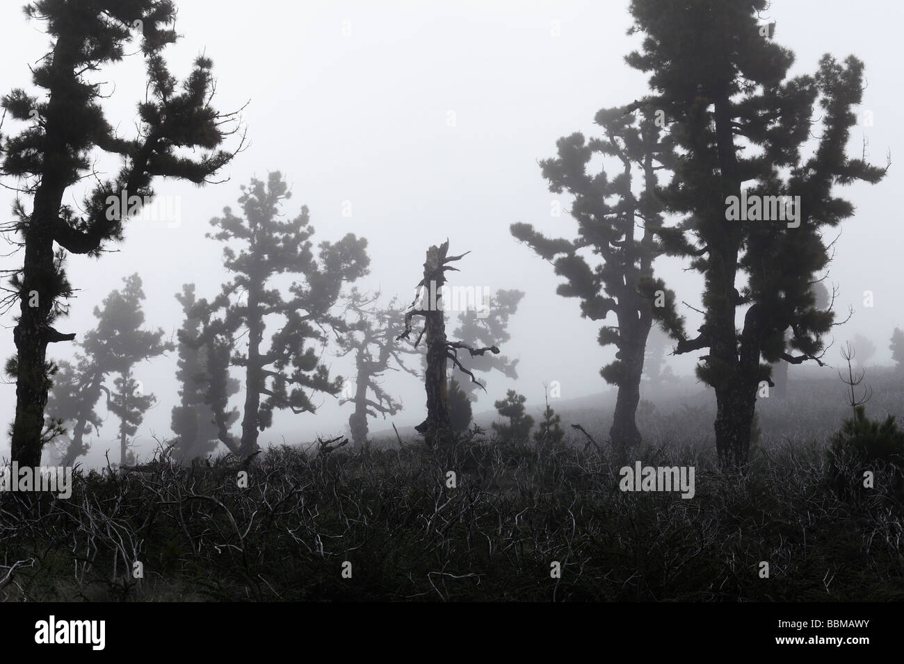 Île des pins (Pinus canariensis), Pinar de Garafia, La Palma, Canary Islands, Spain Banque D'Images