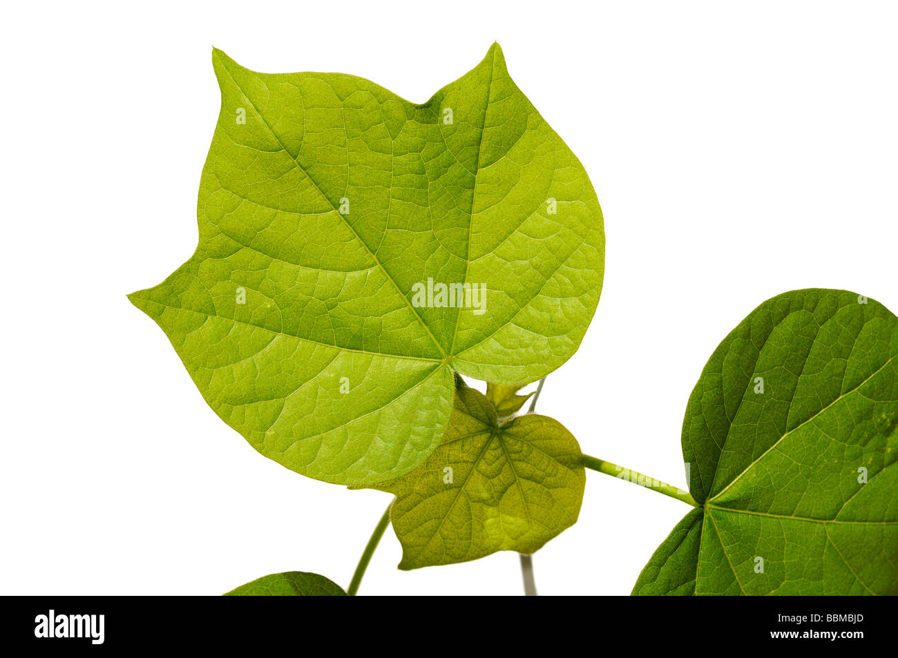 Les feuilles dentelées d'un plant de coton (Gossypium herbaceum) Banque D'Images