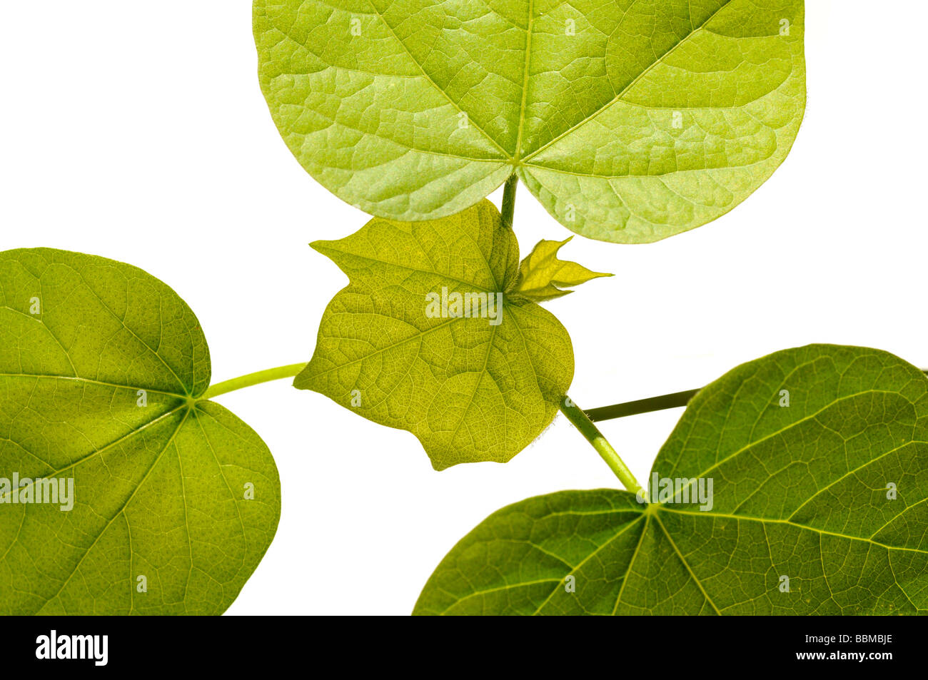 Les feuilles dentelées d'un plant de coton (Gossypium herbaceum) Banque D'Images