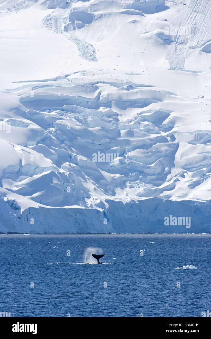 L'antarctique, péninsule antarctique. Afficher behavoiur d'une baleine à bosse (Megaptera novaeangliae) - tail slapping. Banque D'Images