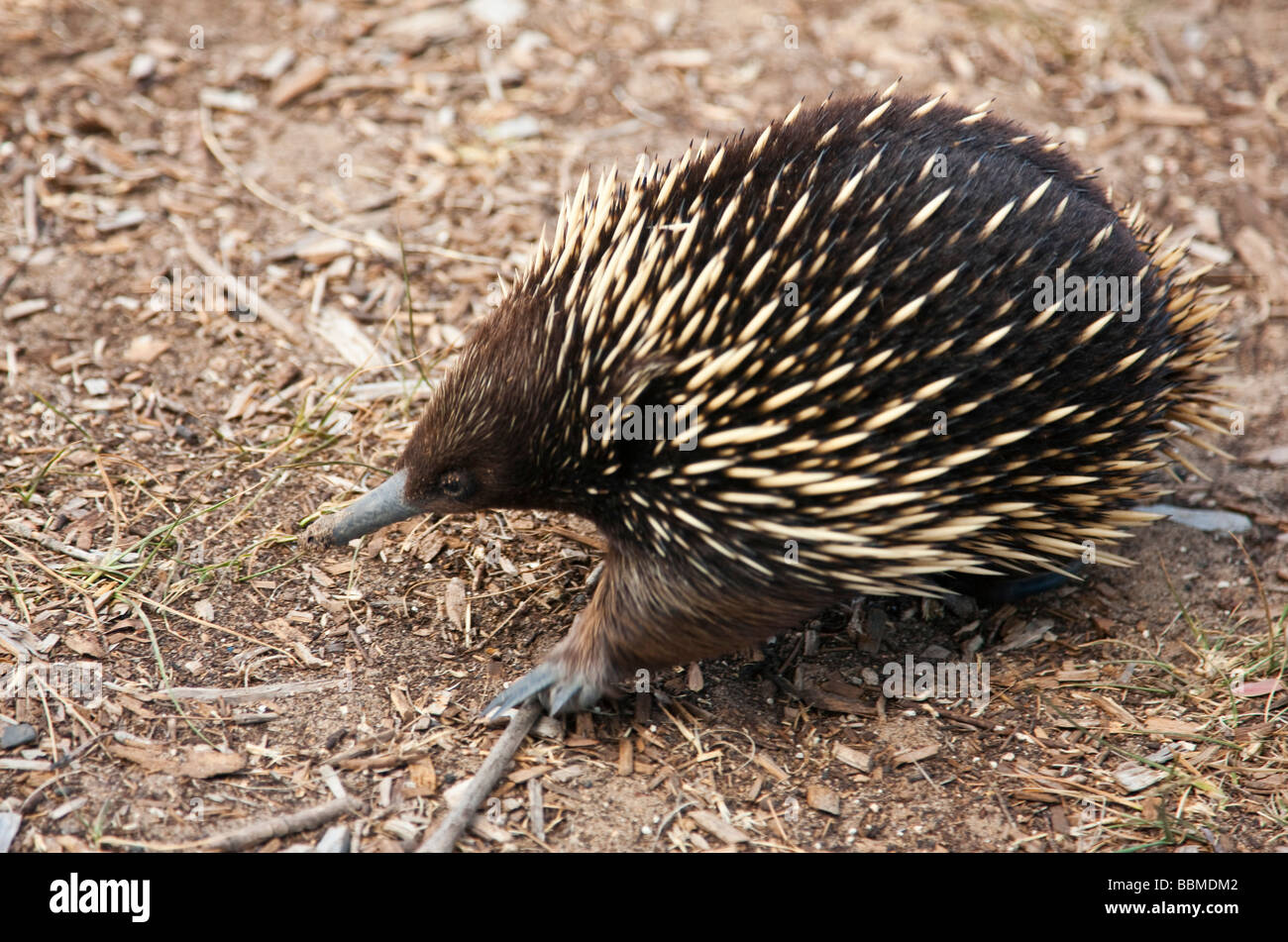 L'Australie, Victoria. L'échidné à nez court ou l'anteater. Banque D'Images