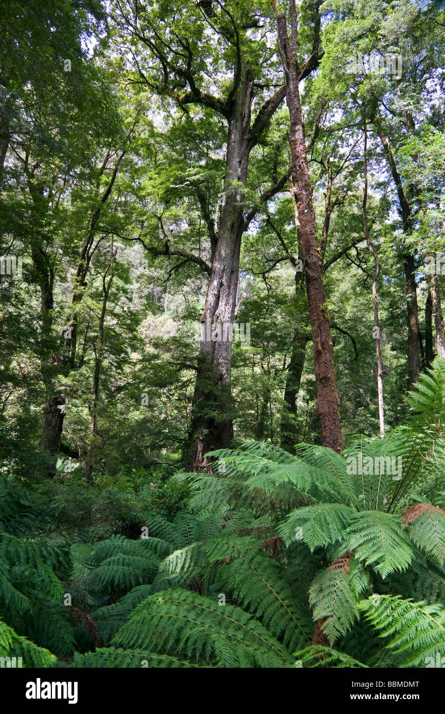 L'Australie, Victoria. La forêt tropicale dans la ravine de Melba Otway National Park, sur la Great Ocean Road. Banque D'Images