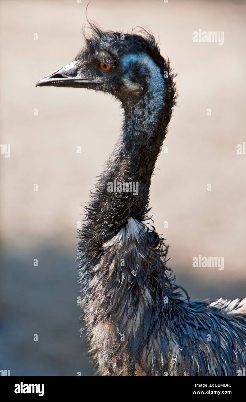 L'Australie, Victoria. Un plus grand oiseau d'Australie emu. Banque D'Images
