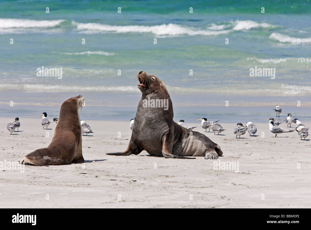 L'Australie, de l'Australie. Un lion de mer australien mâle femelle jusqu'à une garde elle arrive en rut. Banque D'Images