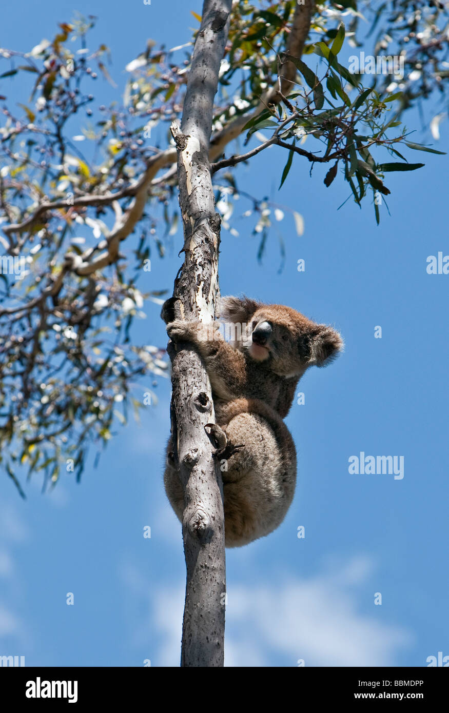 L'Australie, de l'Australie. Un koala une escalade de l'arbre d'eucalyptus sur Kangaroo Island. Banque D'Images