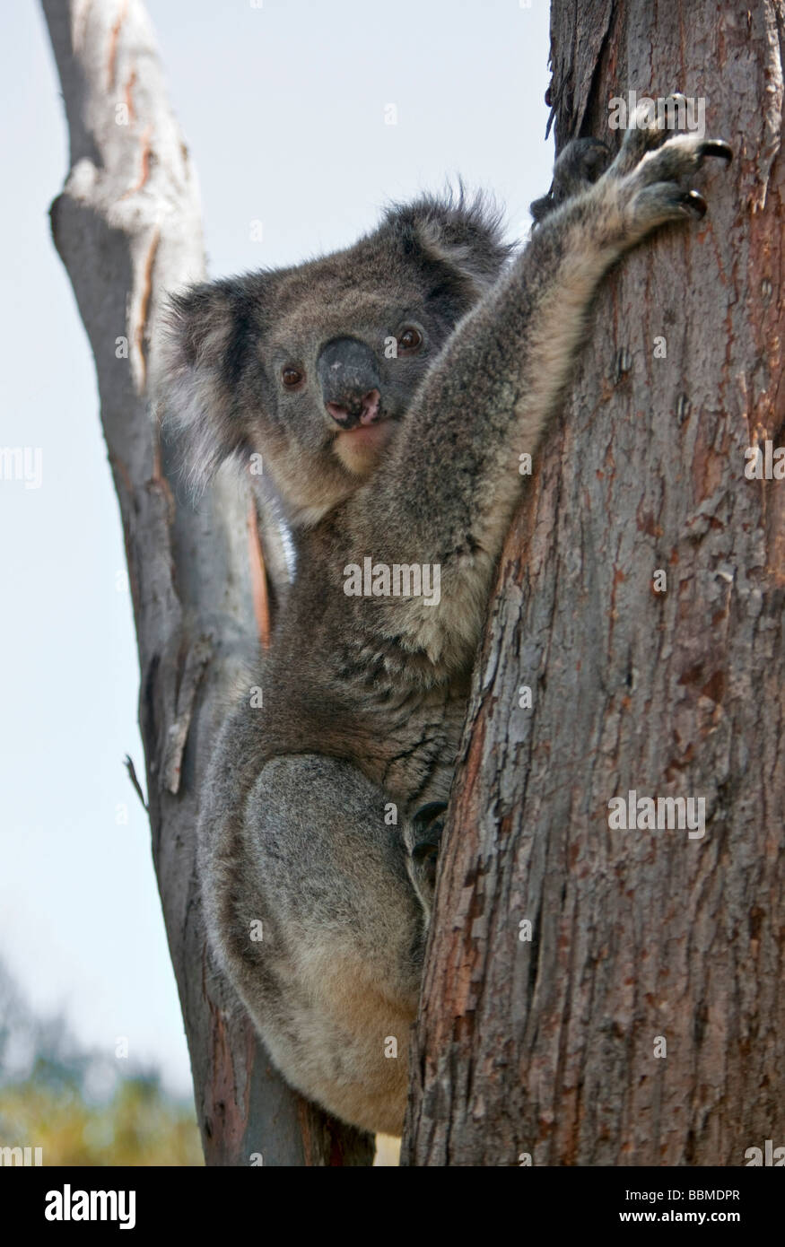 L'Australie, de l'Australie. Un koala reposant dans la fourche d'un arbre d'eucalyptus sur Kangaroo Island. Banque D'Images