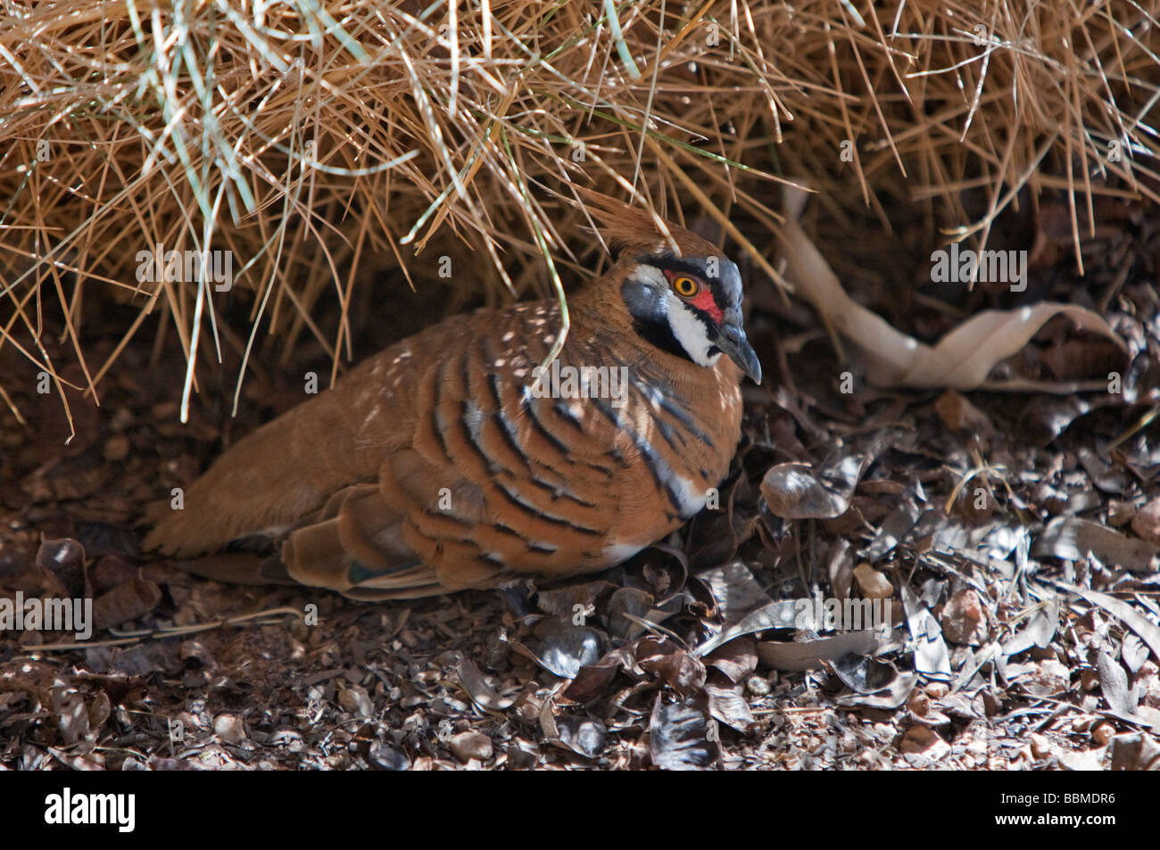 L'Australie, Territoire du Nord. Un pigeon spinifex à Alice Springs Desert Park. Banque D'Images