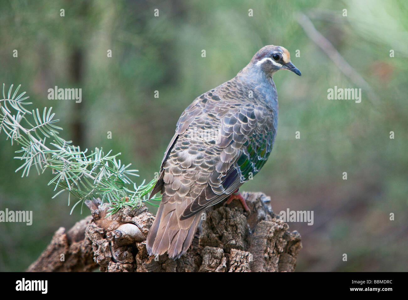 L'Australie, Territoire du Nord. Une politique commune de Bronzewing Pigeon à Alice Springs Desert Park. Banque D'Images
