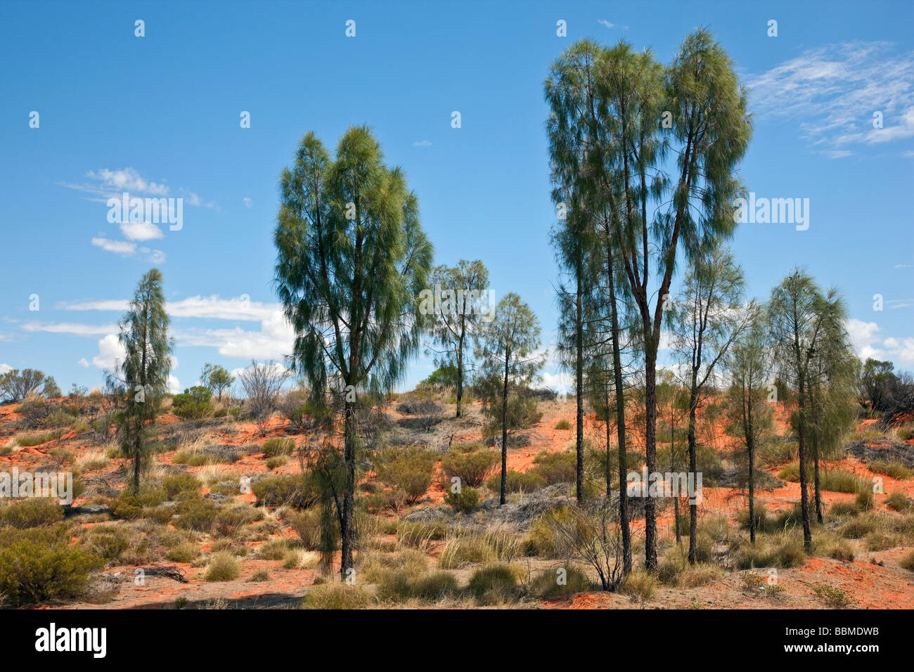 L'Australie, Territoire du Nord. Un peuplement de chênes du Désert (un membre de la famille Casuarina) en pays semi-aride près de Ayres Rock. Banque D'Images