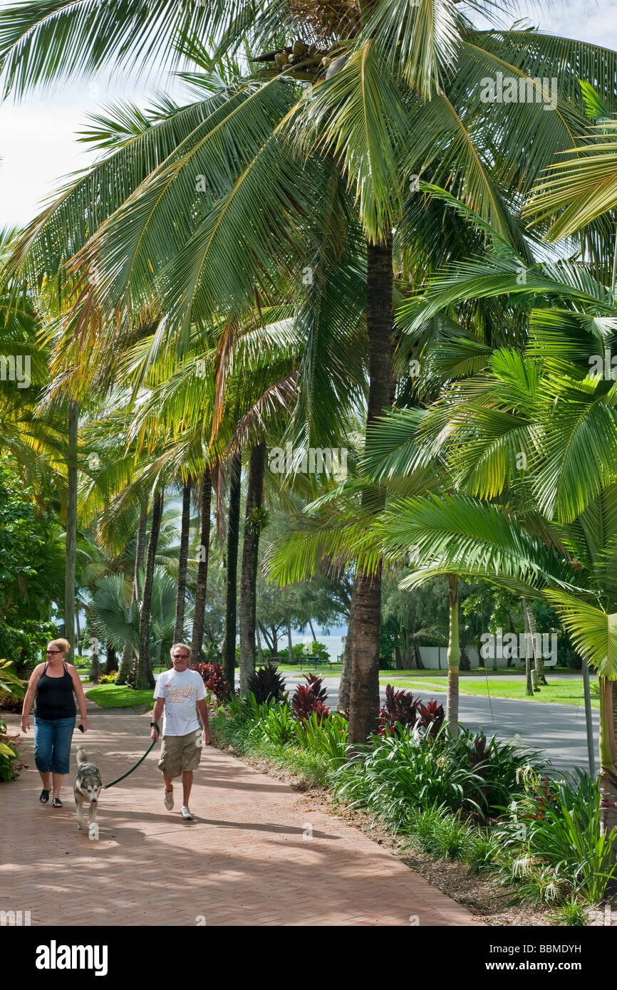 L'Australie, dans le Queensland. Une avenue des cocotiers à Port Douglas, une jolie ville portuaire dans le nord du Queensland. Banque D'Images