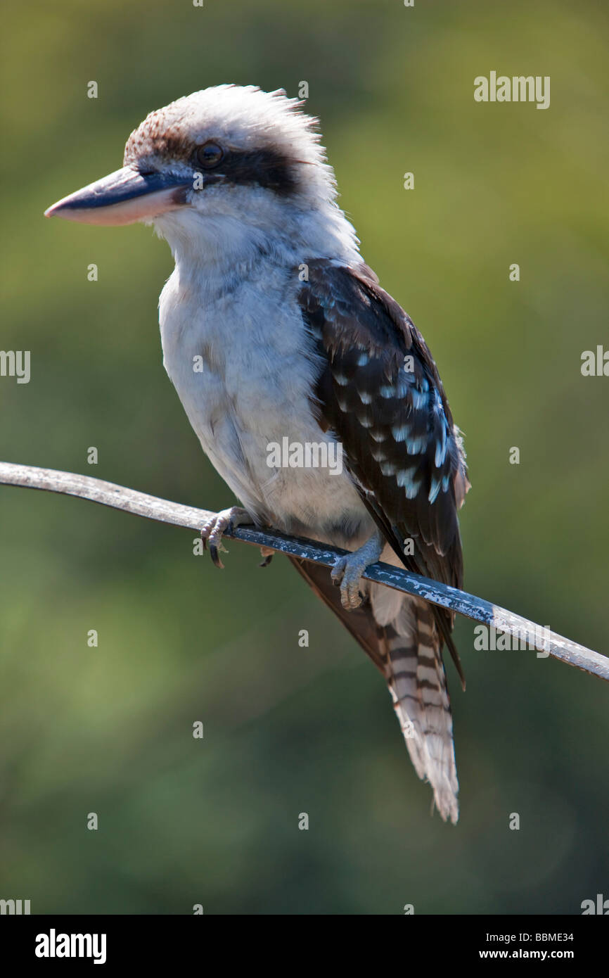 Australie Nouvelle Galles du Sud. Un kookaburra, un grand kingfisher terrestres. Banque D'Images