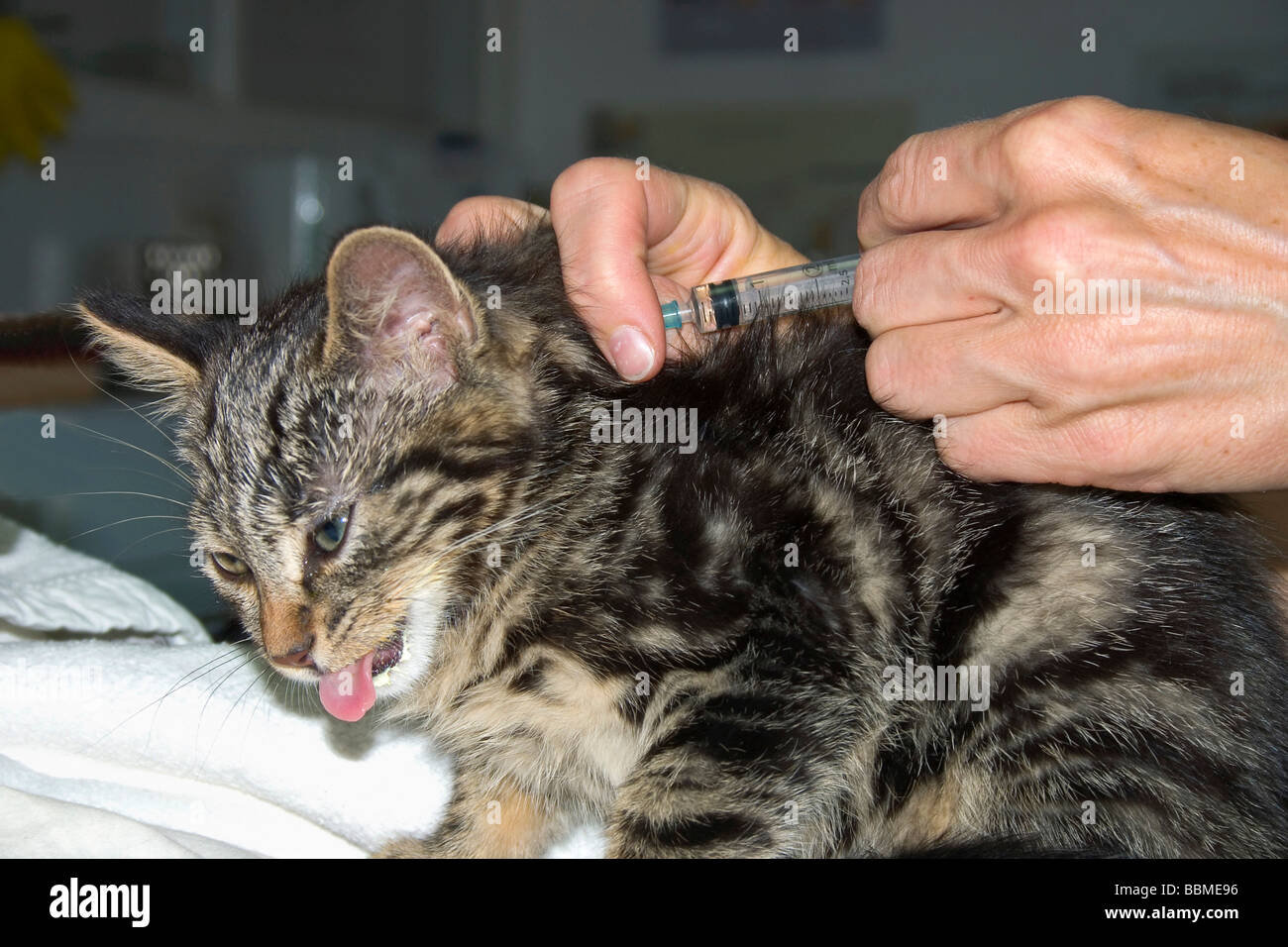 Chat à la vétérinaire, d'injection, la vaccination, Allemagne Banque D'Images