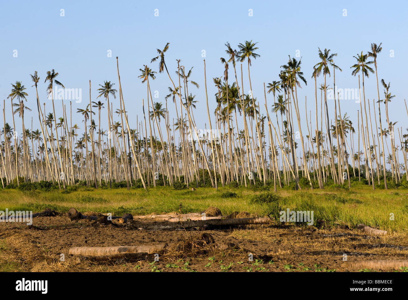 Cocotiers Cococ nucifera de mourir d'une maladie Quelimane Mozambique Banque D'Images