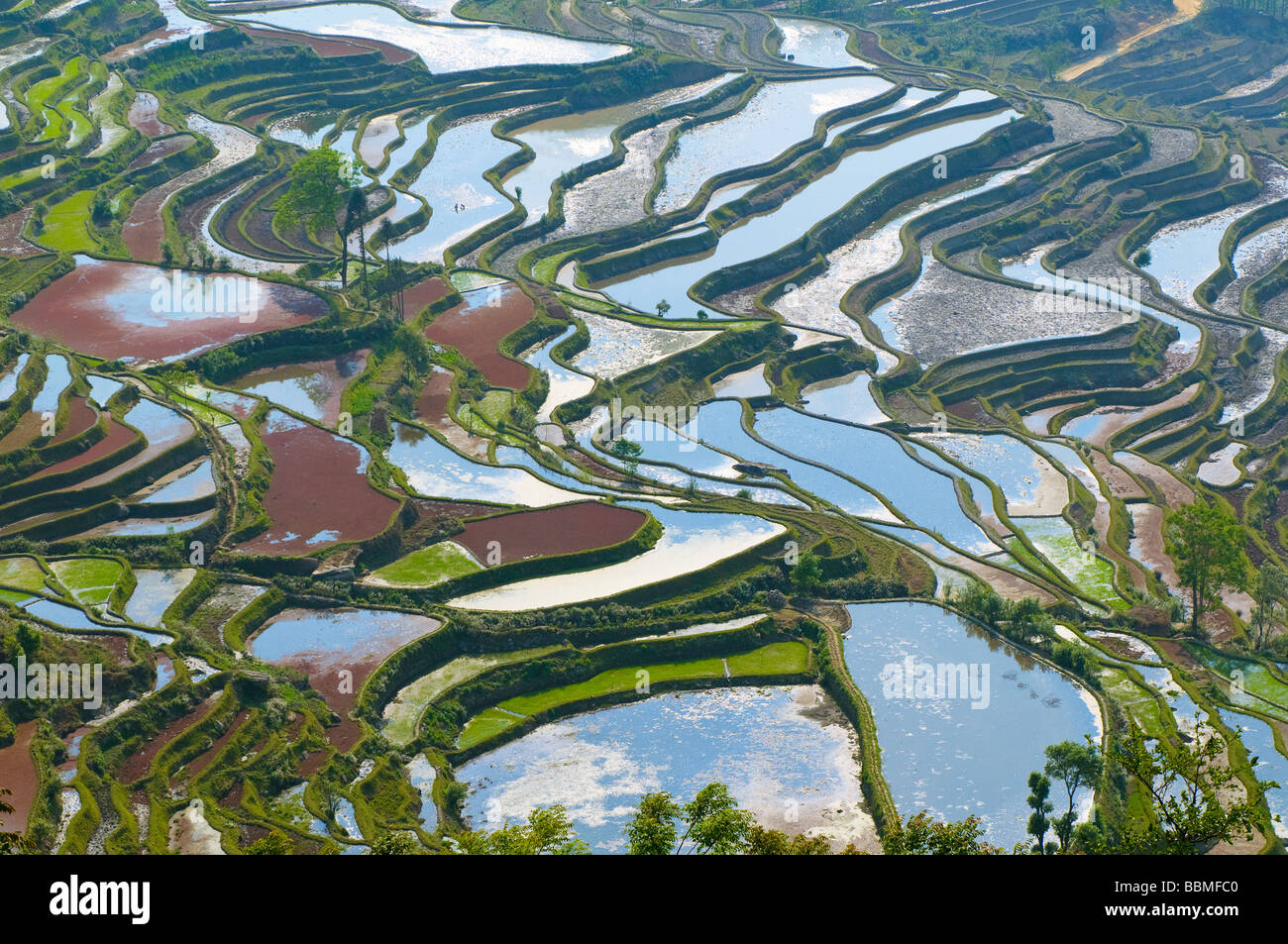 Les rizières en terrasses de yuanyang yunnan chine Banque D'Images