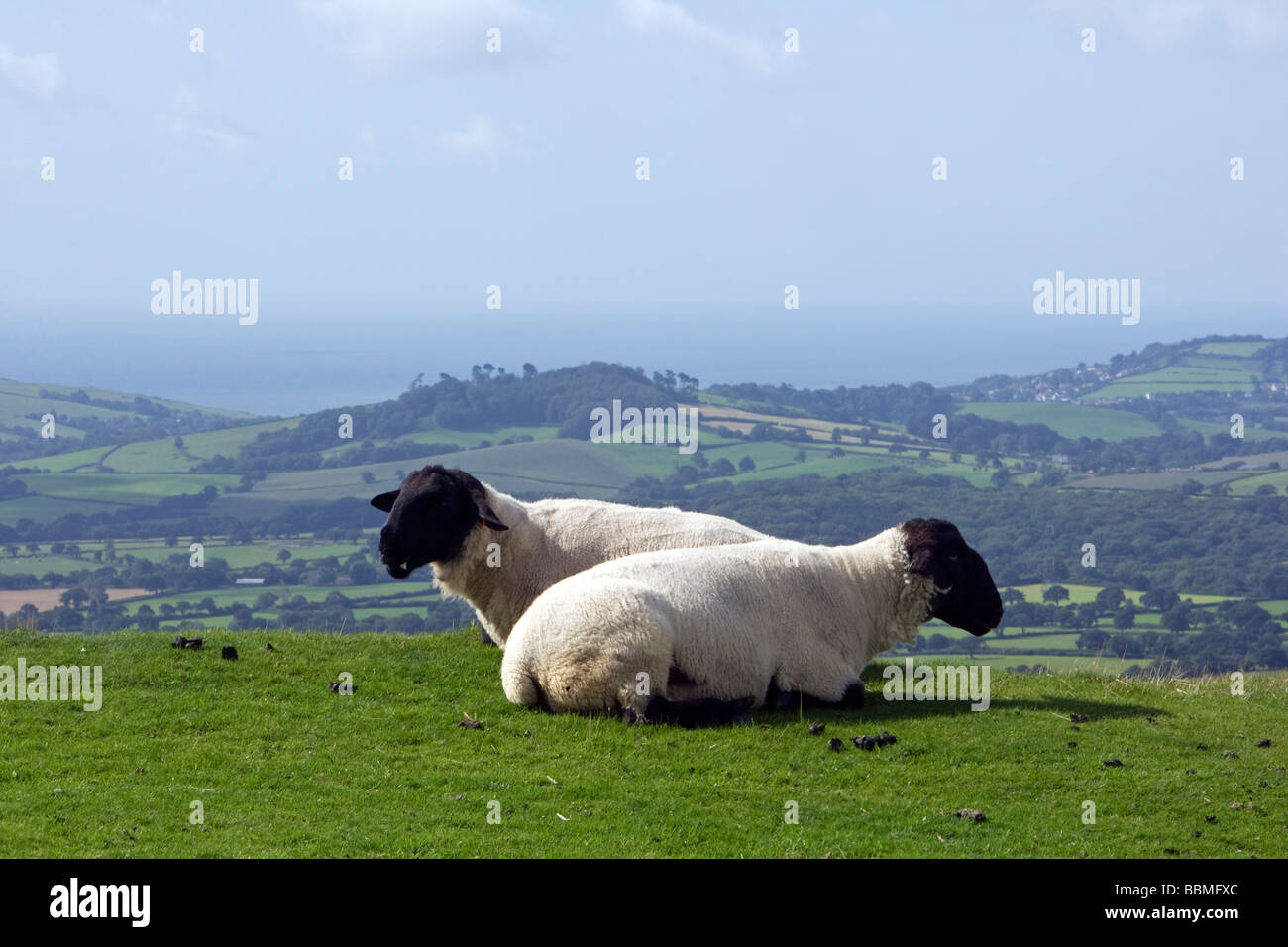 L'Angleterre, West Dorset. À plus d'une paire de moutons au repos la vue de Plisden Dorsets, stylo point le plus haut. Banque D'Images