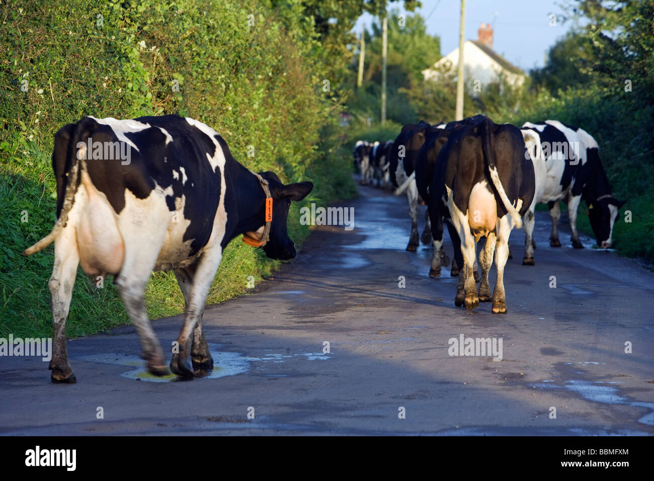 L'Angleterre, West Dorset, Marshwood Vale. Une scène traditionnelle comme un troupeau de vaches Fresian marche dans la vallée pour être traites. Banque D'Images