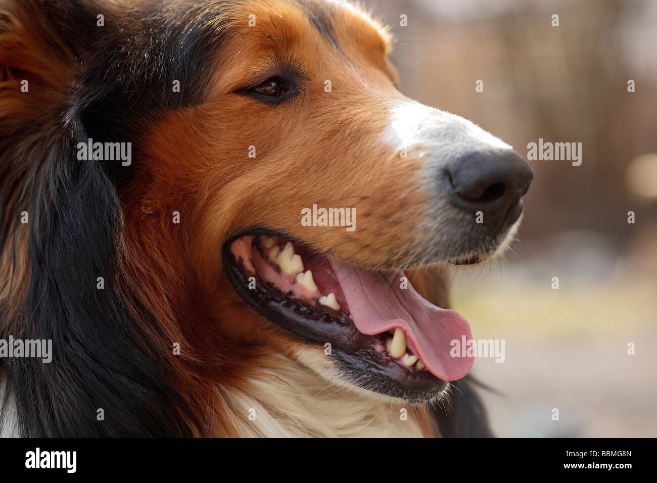 Chien, hybride, Bernese Mountain Dog, Collie Banque D'Images