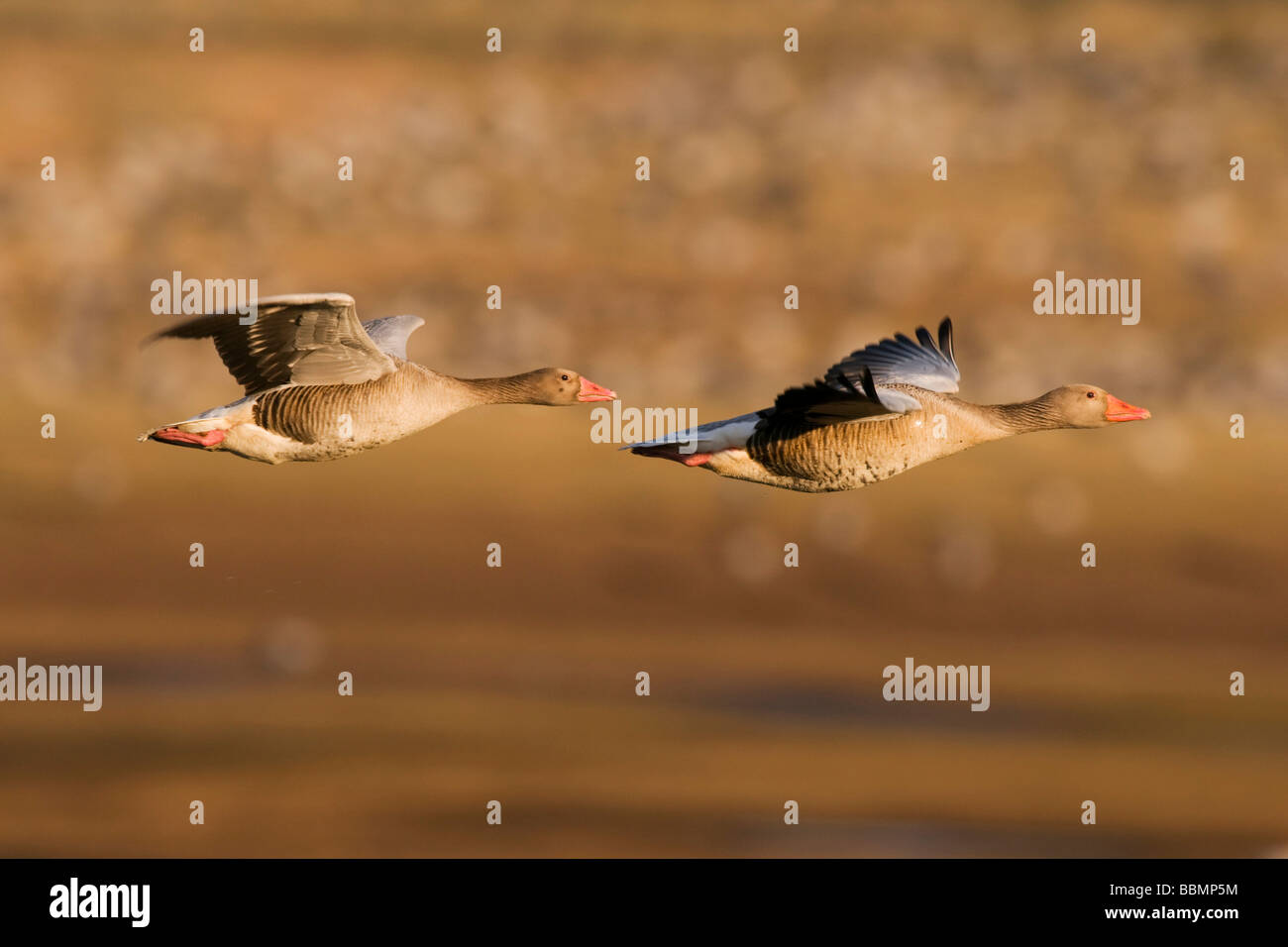 Oie cendrée (Anser anser), volant au-dessus de deux grues au repos, le lac Hornborga, Vaestergoetland, Suède, Scandinavie, Europe Banque D'Images