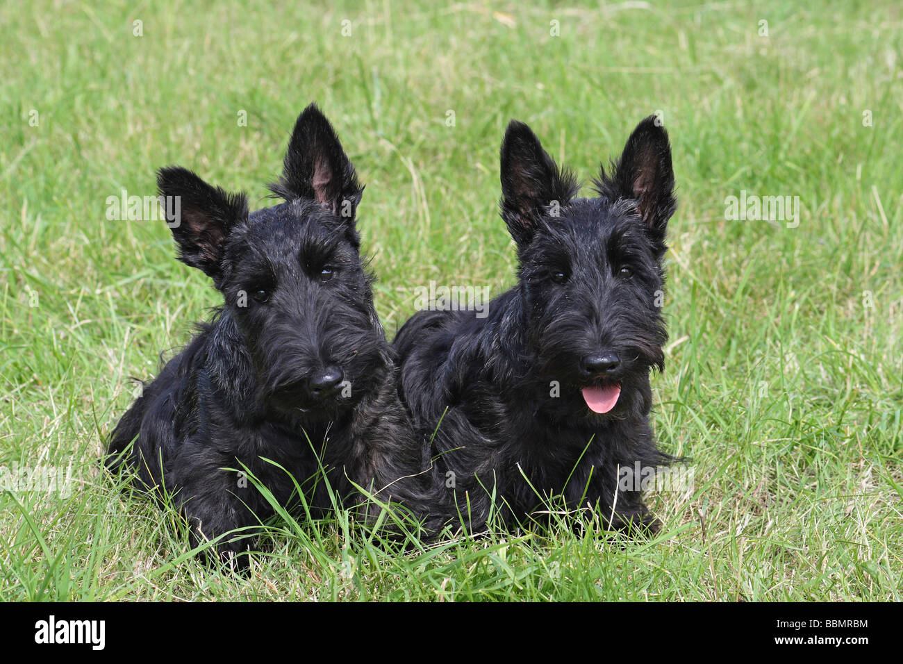 2 Scottish Terriers, 4 mois, assis côte à côte sur un pré Banque D'Images