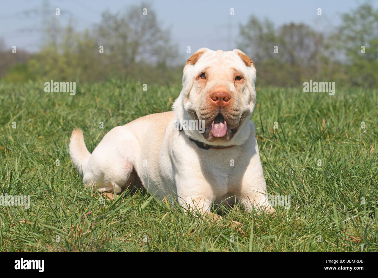Shar Pei, 19 mois, couleur crème, est couché sur un pré Banque D'Images