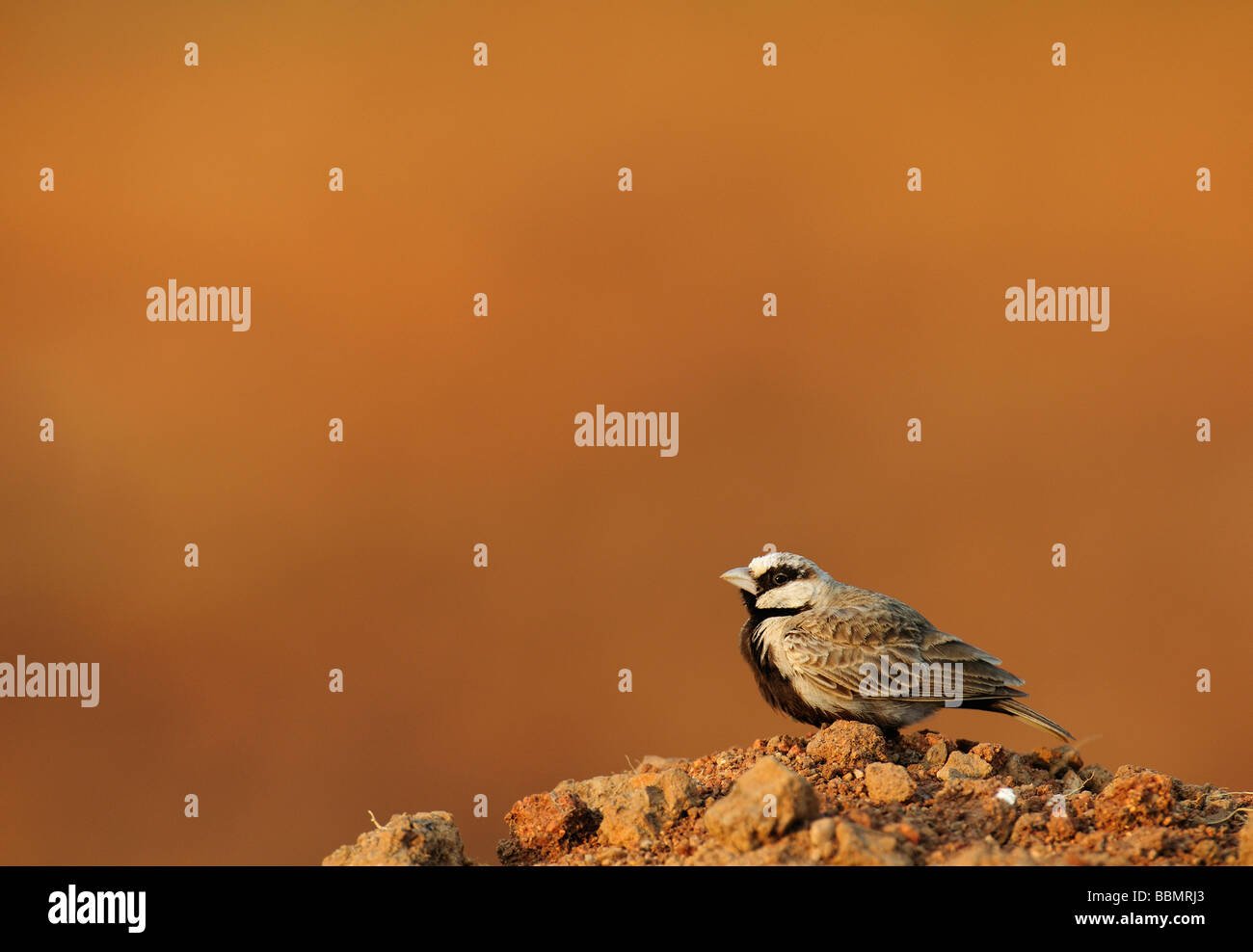 Bruant cendré Lark Eremopterix grise dans la belle lumière dorée au petit matin Banque D'Images