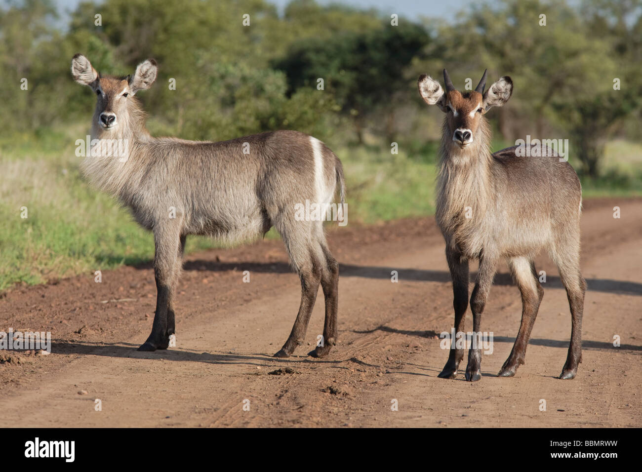 Cobe à croissant (Kobus ellipsiprymnus) Deux femmes debout sur la route du Parc National Kruger en Afrique du Sud Banque D'Images
