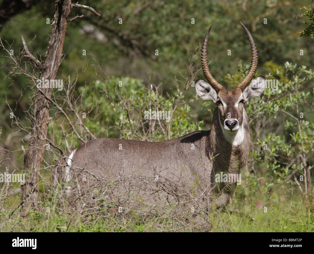 Cobe à croissant (Kobus ellipsiprymnus) Comité permanent à la caméra de bois le Parc National Kruger en Afrique du Sud Banque D'Images