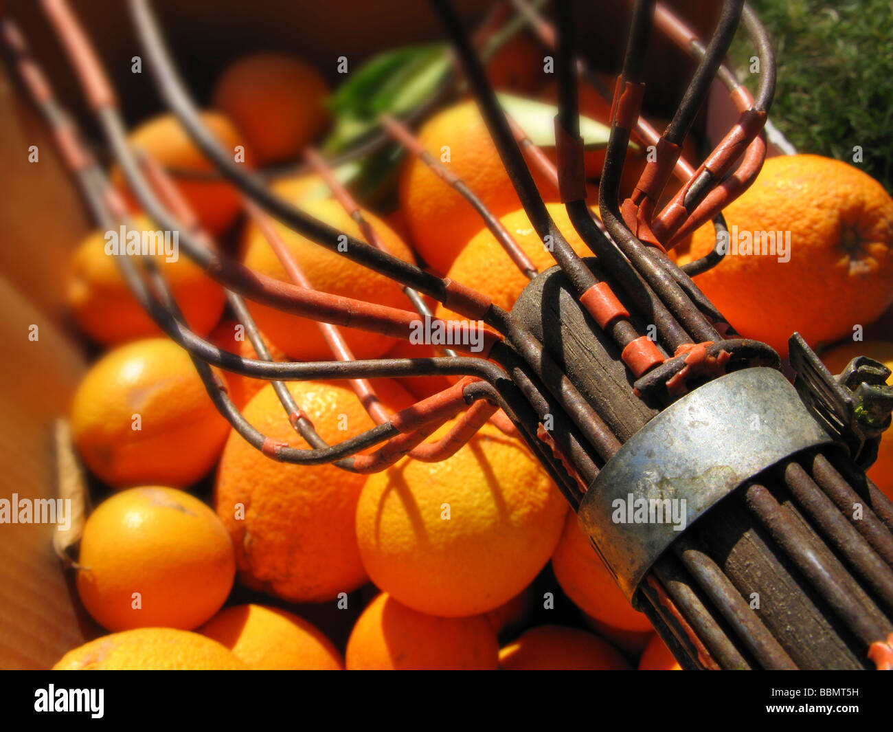 Les oranges navel bio fraîchement cueillis. Banque D'Images