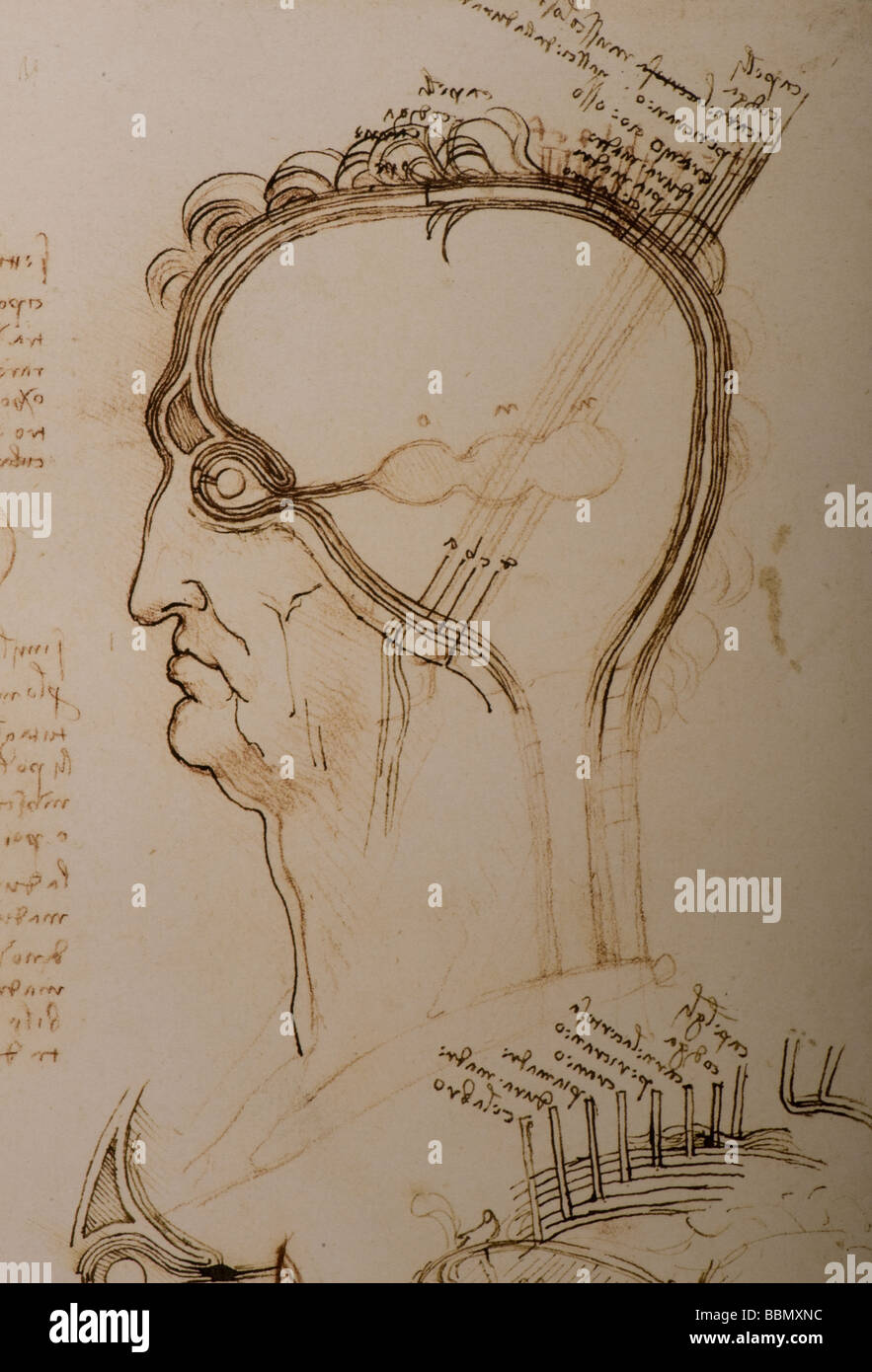 L'étude de couches anatomiques du cerveau et le cuir chevelu par Leonardo da Vinci Banque D'Images