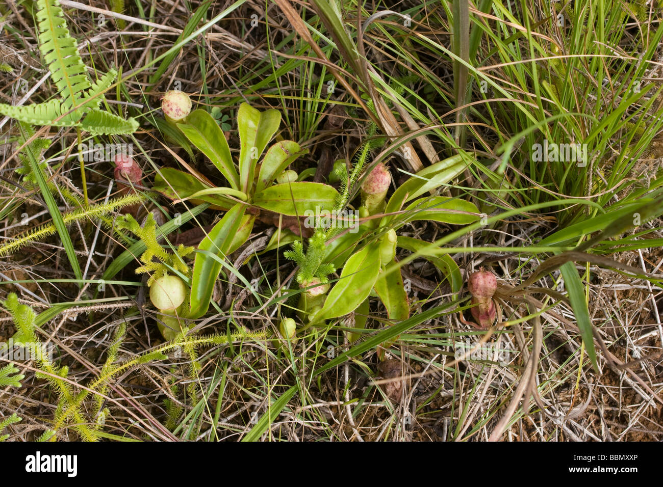 Nepenthes species Banque de photographies et d'images à haute résolution -  Alamy