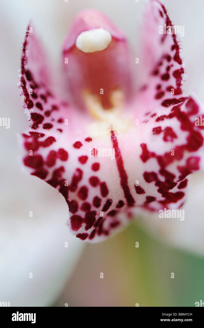 Orchid closeup une fleur poussant dans un climat tropical Banque D'Images