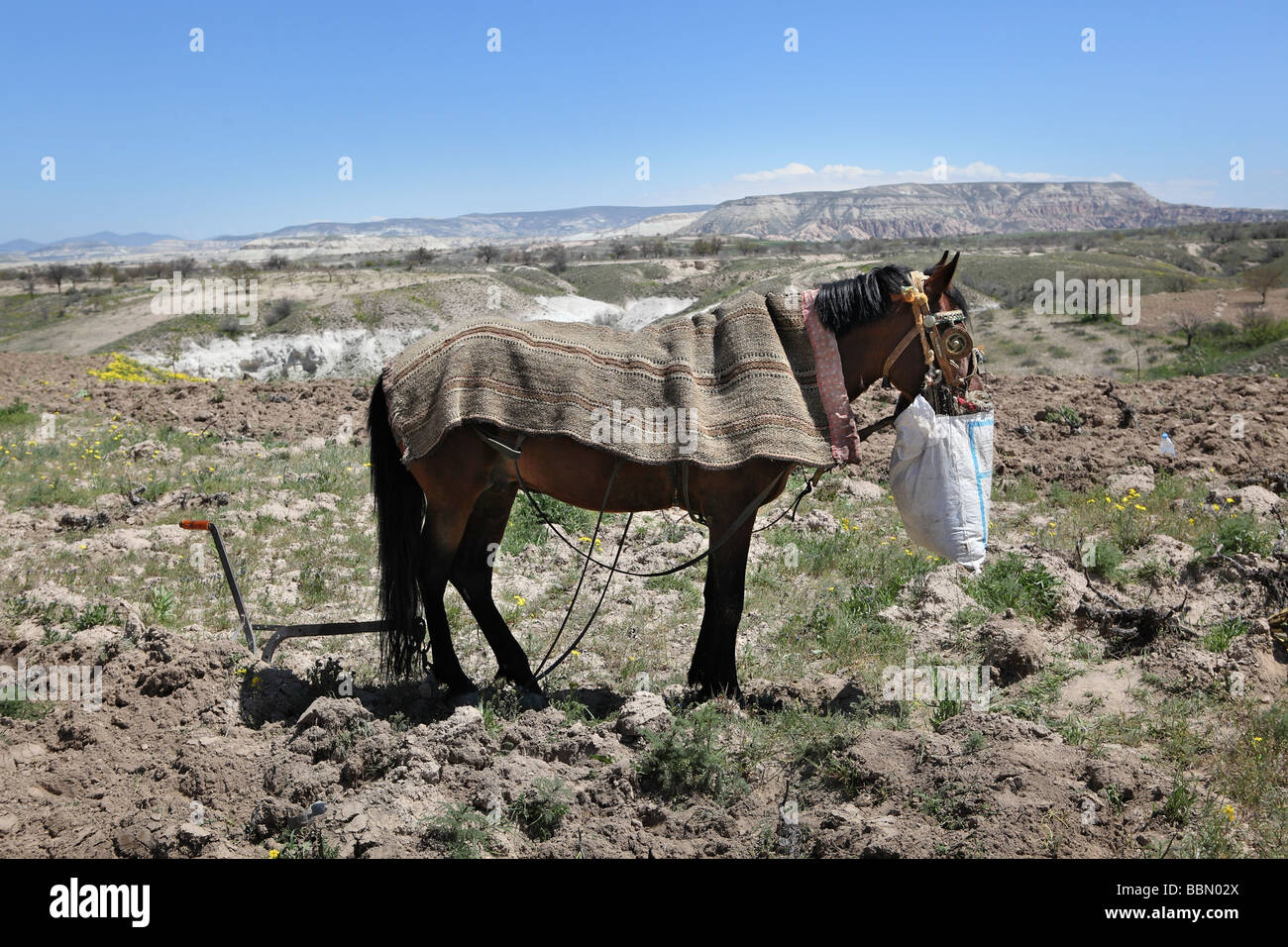 Tourné d'un cheval avec un sac plein de nourriture. Banque D'Images