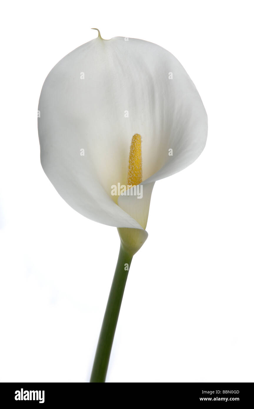Fleur blanche. Calla Banque D'Images
